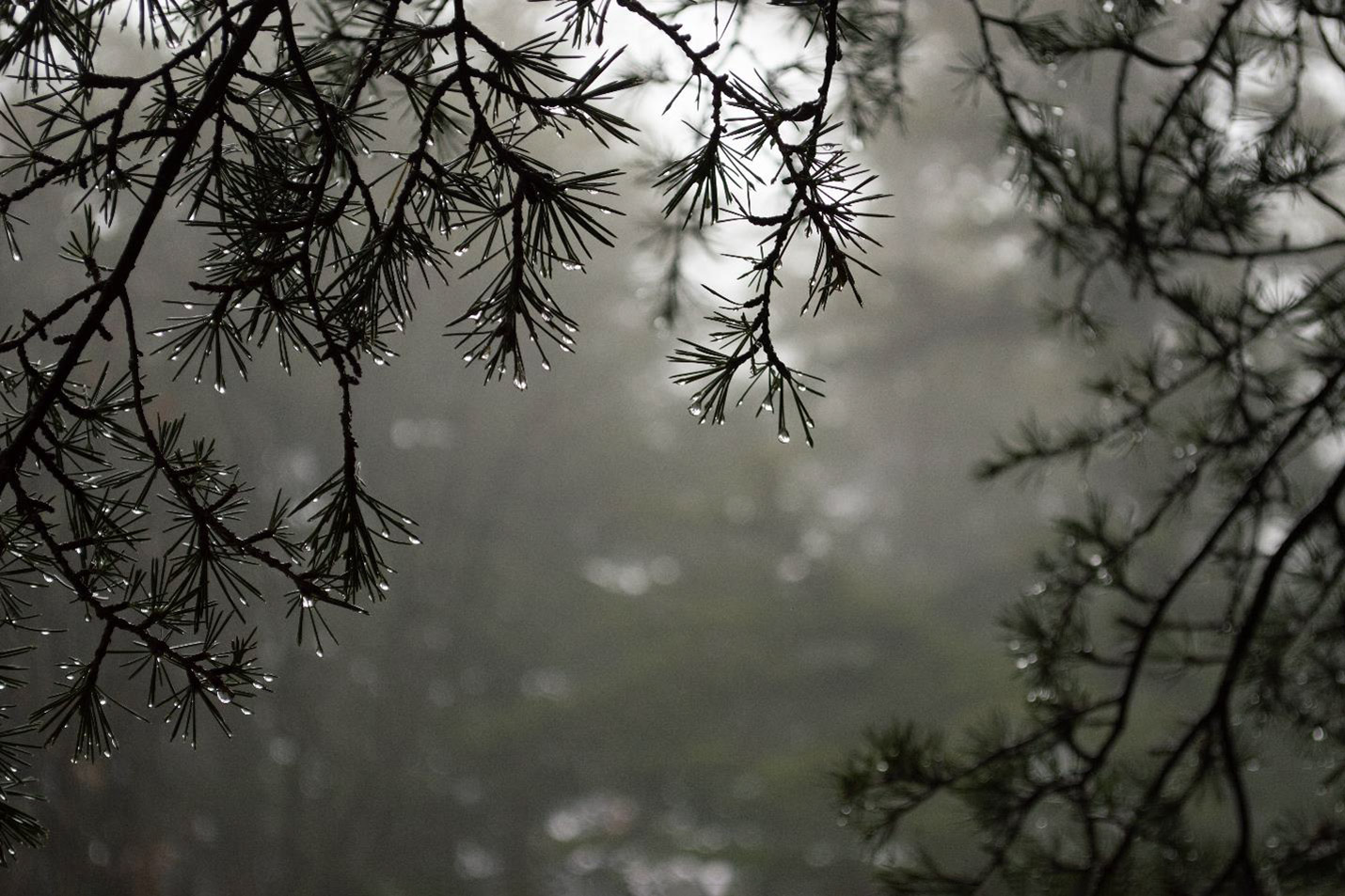 This photograph captures Cedrus Libani, Cedar of Lebanon, identified by Timea Azar from the Lebanese Academy of Fine Arts (ALBA). Its IUCN Red List status is Vulnerable globally. It is endemic to Lebanon, Syria and Turkey.