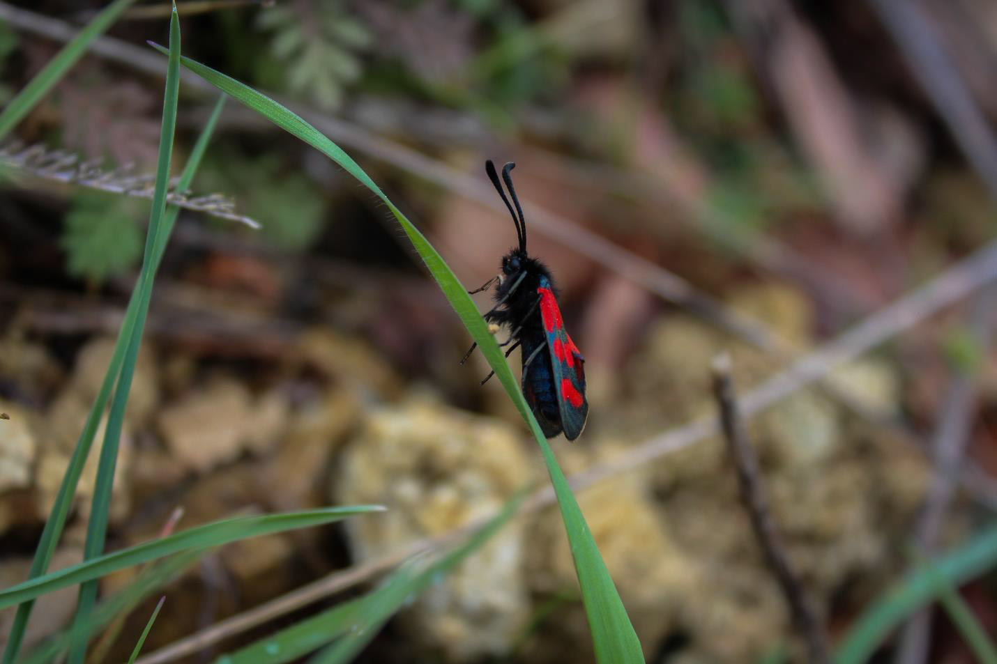 This photograph captures Zygaena Graslini, (moth). Identified by Pamela El Asmar from Holy Spirit University of Kaslik (USEK). It is endemic to the Levant, including Lebanon.