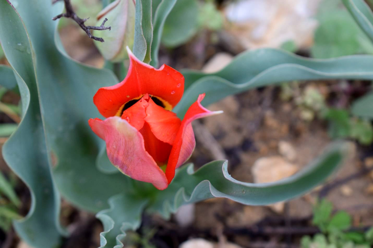 This photograph captures Tulipa Agenensis (Agen Tulip), identified by Milya Bou Dargham from NDU. Its IUCN Red List status is Least Concern. Tulipa Agenensis is native to several countries in the Mediterranean, including Lebanon, Syria, and Turkey
