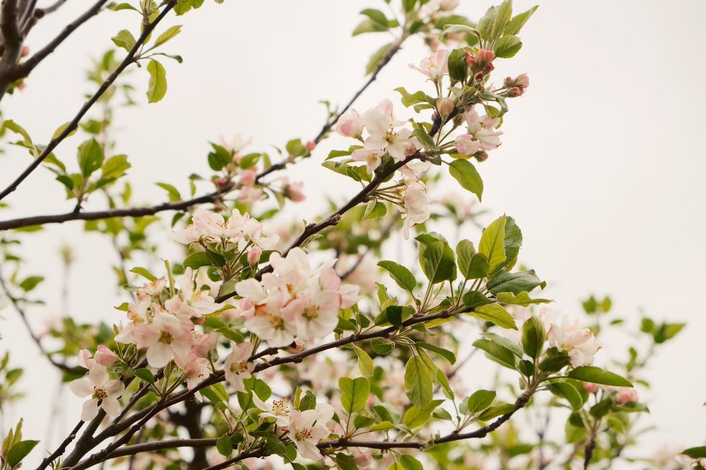 This photograph captures Malus Domestica (apple tree), identified by Clara Nacouzi from Université Saint Joseph.