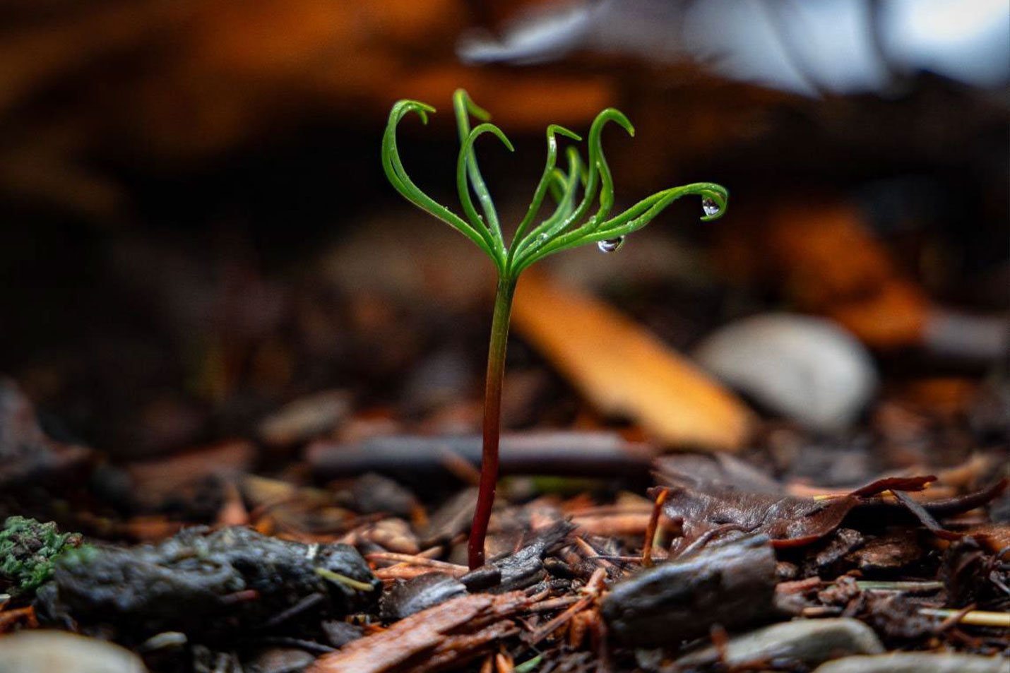 This photograph captures Cedrus Libani (Cedar of Lebanon), identified by Ghinwa Elias from the Antonine University. Its IUCN Red List status is Vulnerable globally. It is endemic to the Mountains of the Eastern Mediterranean Basin: Lebanon, Syria and Türkiye.