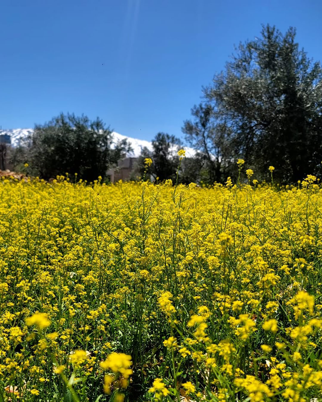 Flowers | LMT
