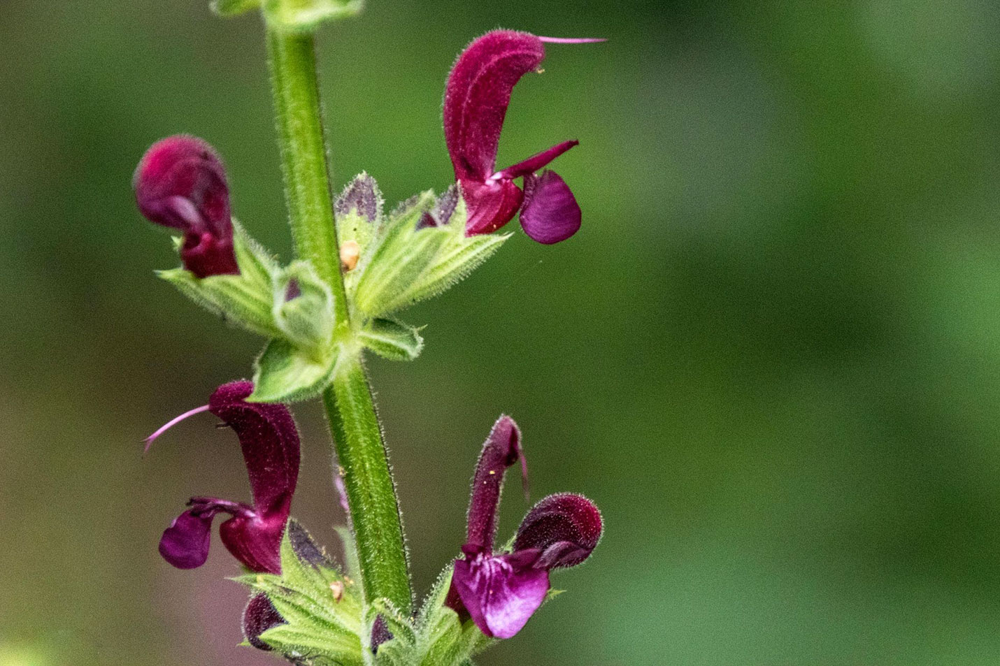 wild-sage-Salvia-species